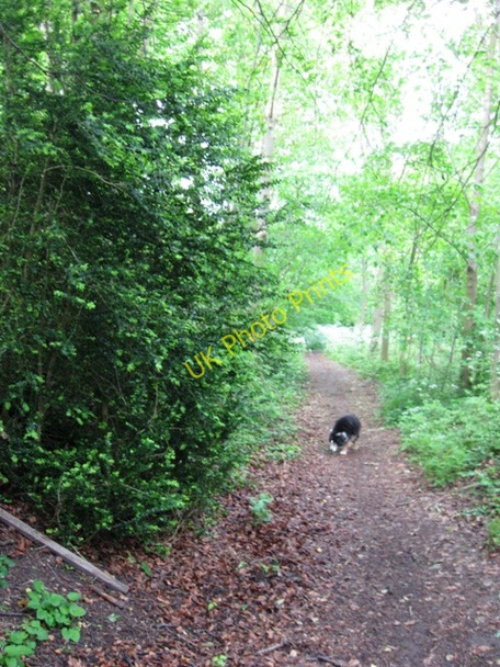 Photo 6"x4" Box trees line the old track in Cobbler's Pits, Aston Clinton Buckland\/SP8812 c2009