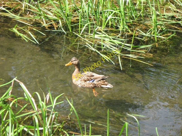 Photo 6"x4" A mallard duck demonstrates the narrow channel through the reeds Wendover c2009