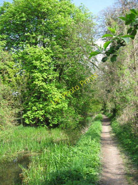 Photo 6"x4" Wendover Arm: The trees return Wendover c2009