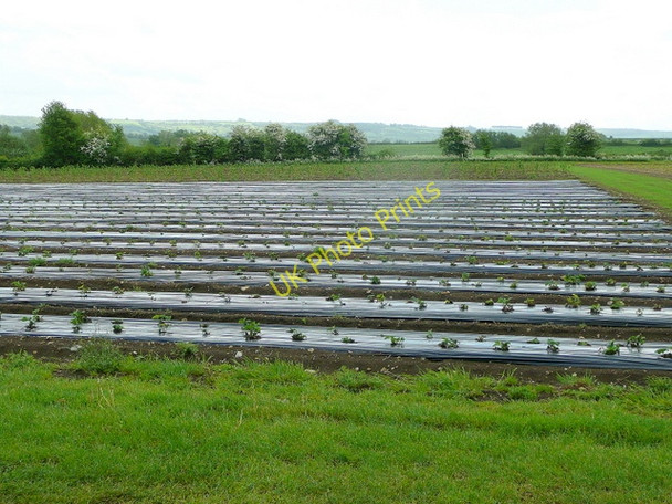 Photo 6"x4" Strawberry fields Parkfield\/ST6977 c2009