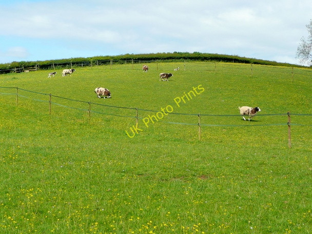 Photo 6"x4" Rare sheep in pasture Drybrook c2009