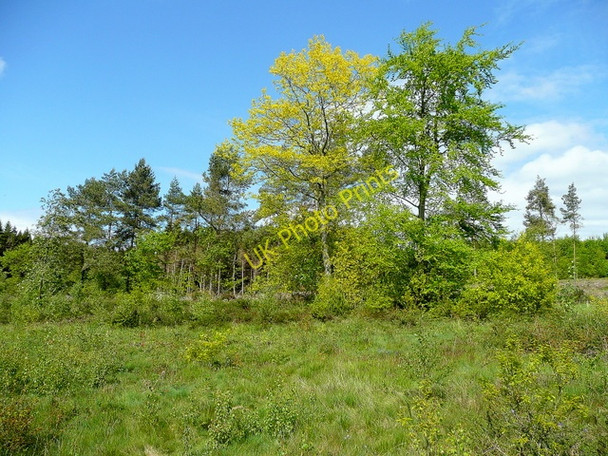 Photo 6"x4" Wigpool Common 3 East Dean\/SO6520 c2009