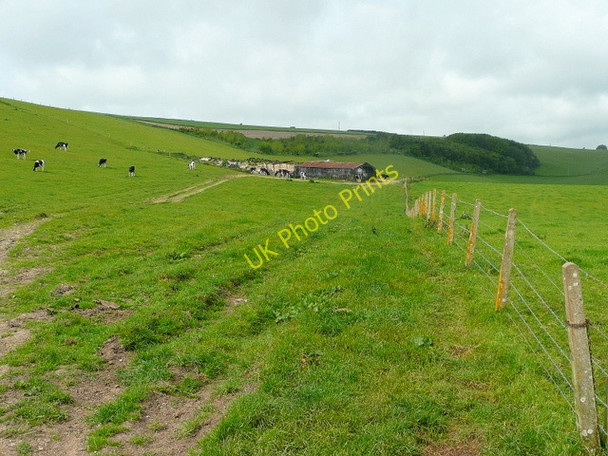 Photo 6"x4" Barn and black-and-white cattle Elwell\/SY6684 c2009