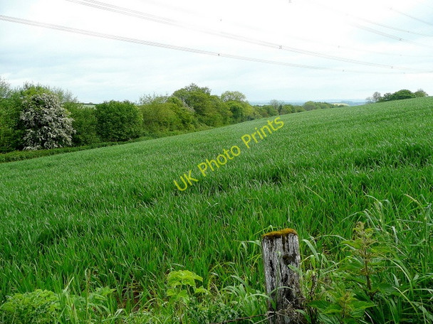 Photo 6"x4" Cereal land Penguithal c2009