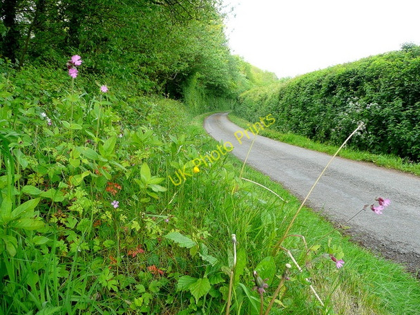 Photo 6"x4" Lane by the Llanerch Brook Llancloudy c2009