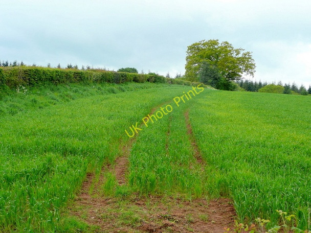 Photo 6"x4" Cereal crop St Maughans Green c2009