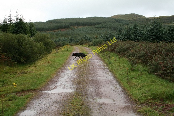 Photo 6"x4" Forestry Road in Lochorodale. Drumlemble c2007