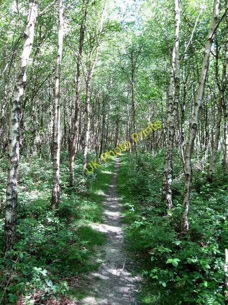 Photo 6"x4" Tilsmore Wood Heathfield\/TQ5821 c2009