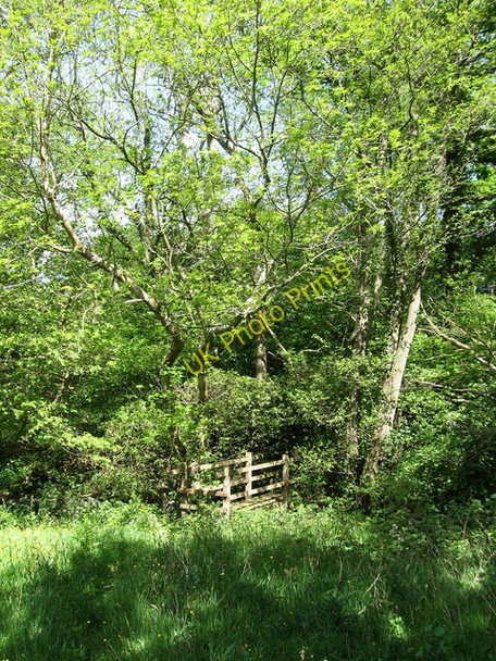 Photo 6"x4" Footbridge, Cumming's Wood Heathfield\/TQ5821 c2009