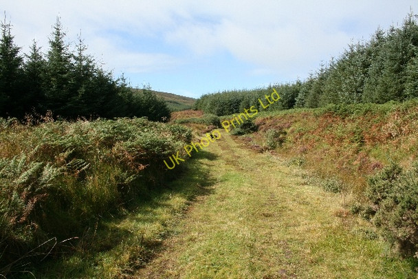 Photo 6"x4" Forestry Track in Lochorodale. Drumlemble c2007