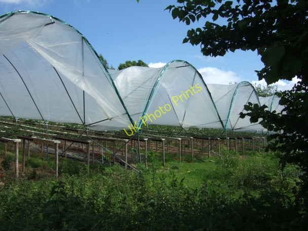 Photo 6"x4" Polytunnels near Ide Exeter c2009