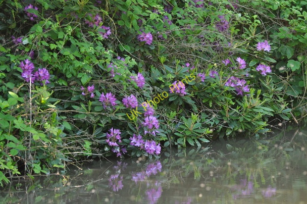 Photo 6"x4" Canalside colour Alvecote c2009