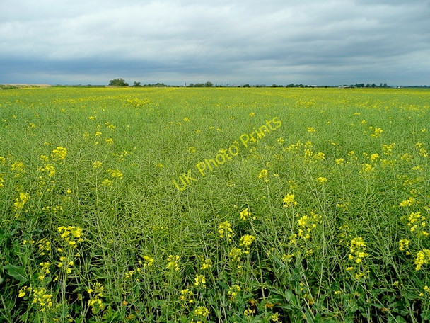 Photo 6"x4" Field of rape Rawcliffe Bridge c2009