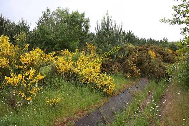 Photo 6"x4" Old Wavendon Heath Aspley Heath\/SP9235 c2009