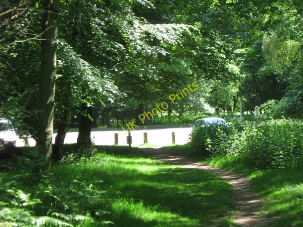 Photo 6"x4" The start of a track through the Ashridge Woods Little Gaddesden c2009