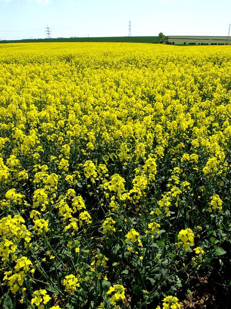 Photo 6"x4" Field of Rapeseed Sancton c2009
