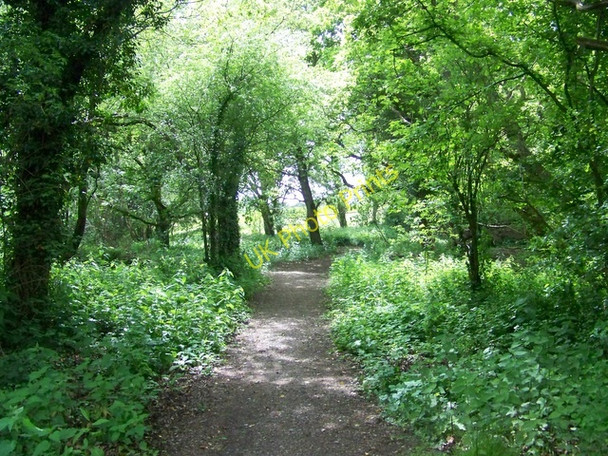 Photo 6"x4" Bridleway near the Links Hotel Newtown\/SU8430 c2009