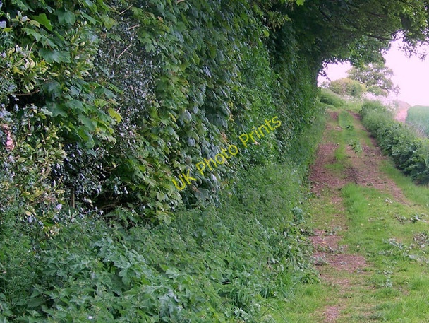 Photo 6"x4" Footpath, Bramdean Hinton Ampner c2009