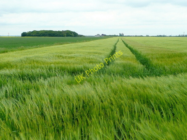 Photo 6"x4" Green barley Rawcliffe Bridge c2009