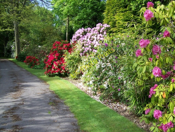 Photo 6"x4" Driveway, Coles Garden Froxfield Green c2009