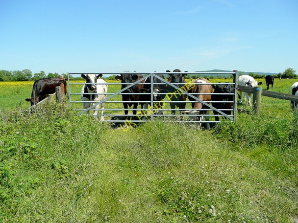 Photo 6"x4" Curious cattle Puxton c2009