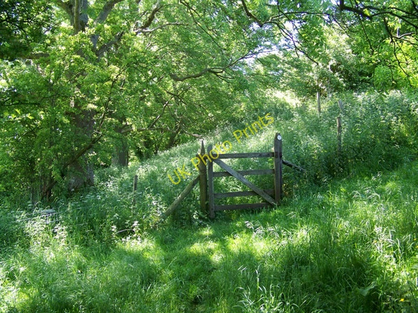 Photo 6"x4" Footpath near Woodlands Berwick St John c2009