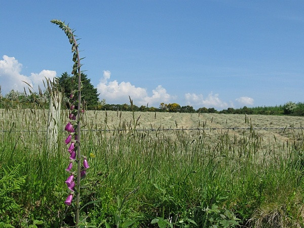 Photo 6"x4" Foxglove and Hayfield Araglin c2009