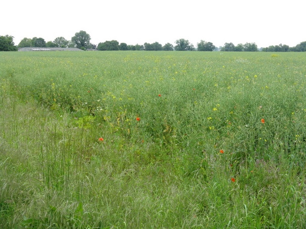 Photo 6"x4" Meadow Near Reddish Farm Lymm c2009
