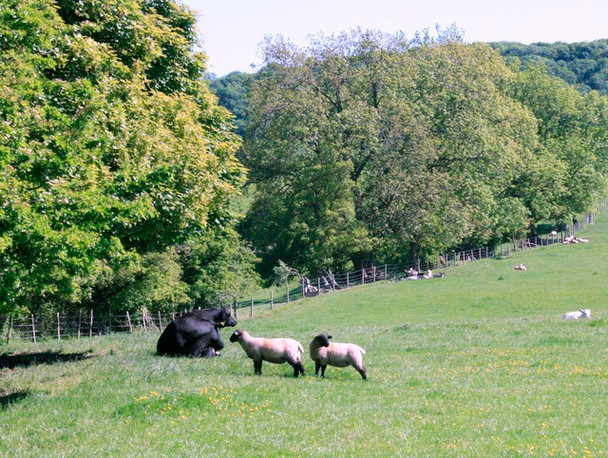Photo 6"x4" 2009 : Beef and mutton elect Hitcombe Bottom c2009