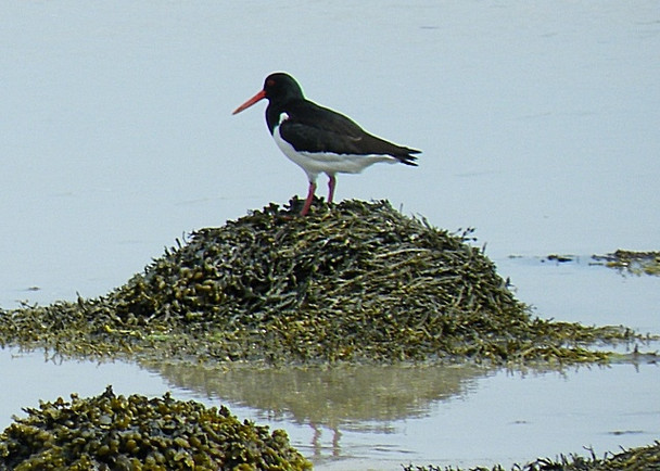 Photo 6"x4" Oystercatcher (Haematopus ostralegus) Trumaisgearraidh c2009