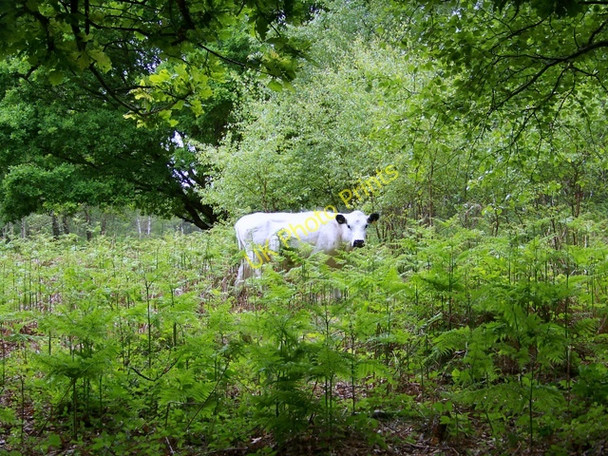 Photo 6"x4" British White Cattle, Stedham Common Minsted c2009