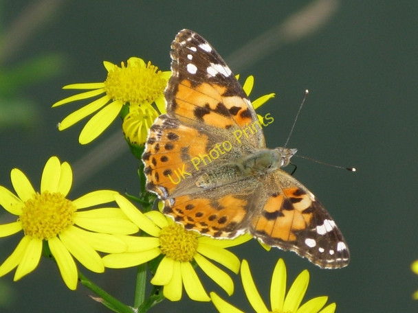 Photo 6"x4" Painted Lady butterfly 'Cynthia cardui' at Ramsgate harbour Ramsgate c2009