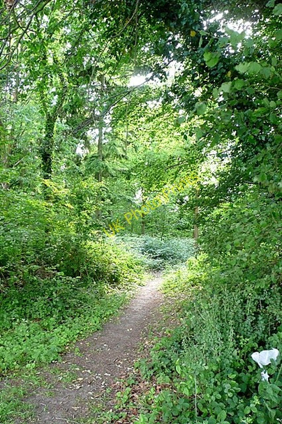 Photo 6"x4" Path but no foxgloves Quick's Green c2009
