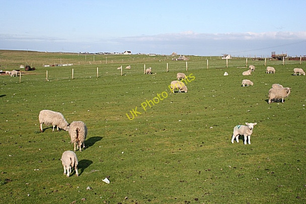 Photo 6"x4" Sheep at Cros Cros c2009