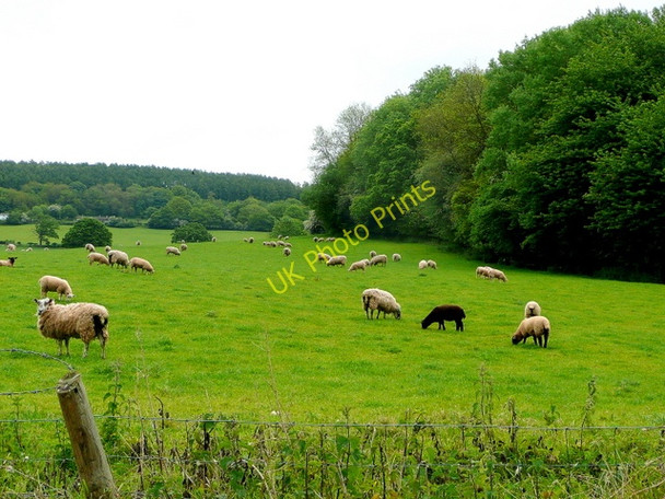 Photo 6"x4" Black sheep of the family Buckholt c2009