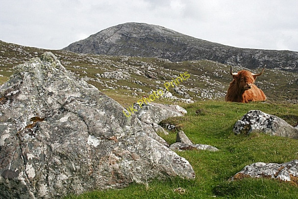 Photo 6"x4" Highland Cow at Camas Mol Linnis Mealasta\/NA9924 c2009