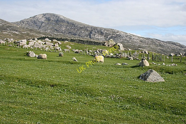 Photo 6"x4" Sheep at Mealasta Mealasta\/NA9924 c2009