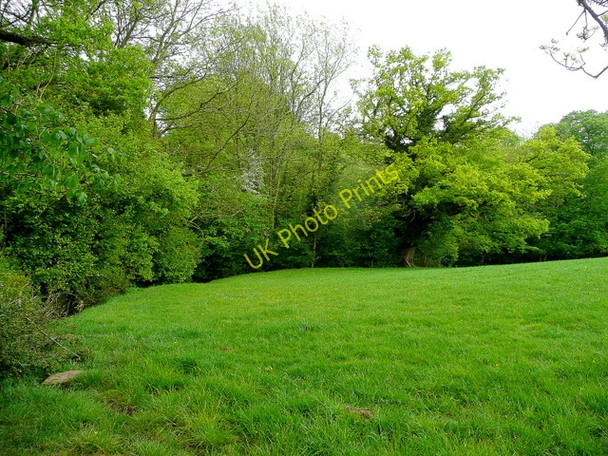 Photo 6"x4" Vegetation by the Crofft-hir Brook Newcastle\/SO4417 c2009