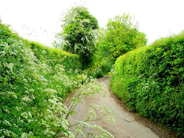 Photo 6"x4" Bendy lane Newcastle\/SO4417 c2009
