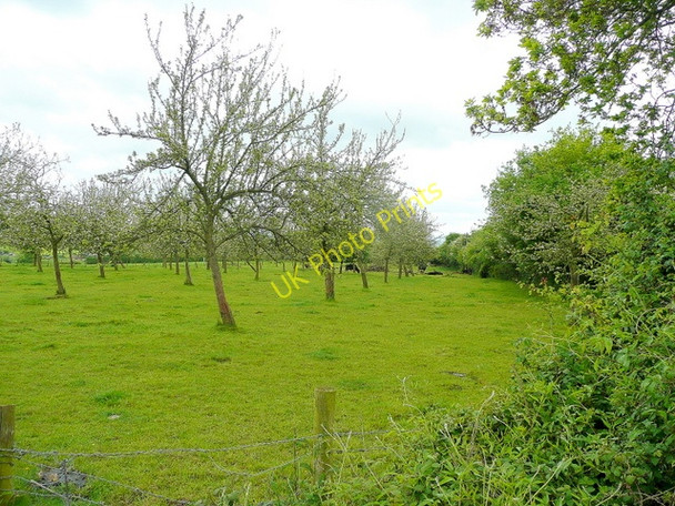Photo 6"x4" Orchard at Lettravane Farm Wayne Green c2009