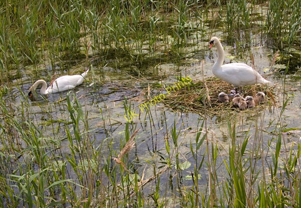 Photo 6"x4" Swans on Leven Canal Aike c2009