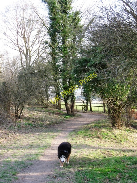 Photo 6"x4" The Ridgeway starts to climb up Aldbury Nowers Pitstone Hill c2009