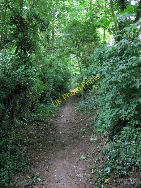 Photo 6"x4" View along Lovers Lane near Eastry Statenborough c2009