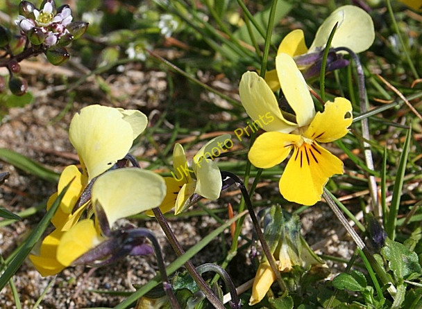 Photo 6"x4" Heartsease or Wild Pansy (Viola tricolor) Balmartin c2009