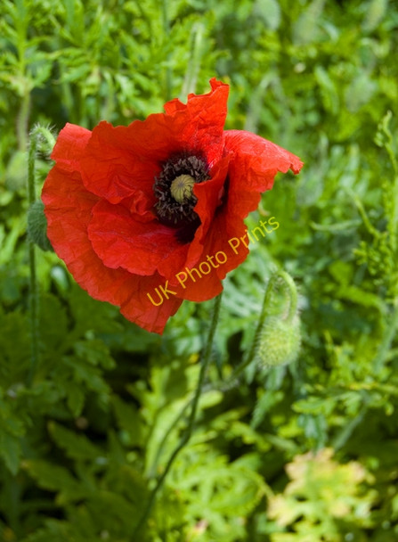 Photo 6"x4" Poppy near Leven Canal Leven\/TA1045 c2009