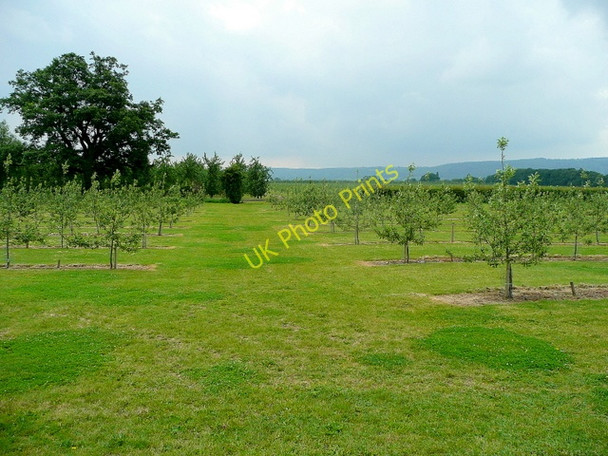 Photo 6"x4" New cider orchard Monnington on Wye c2009