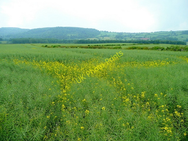Photo 6"x4" Last few rape flowers Brobury c2009