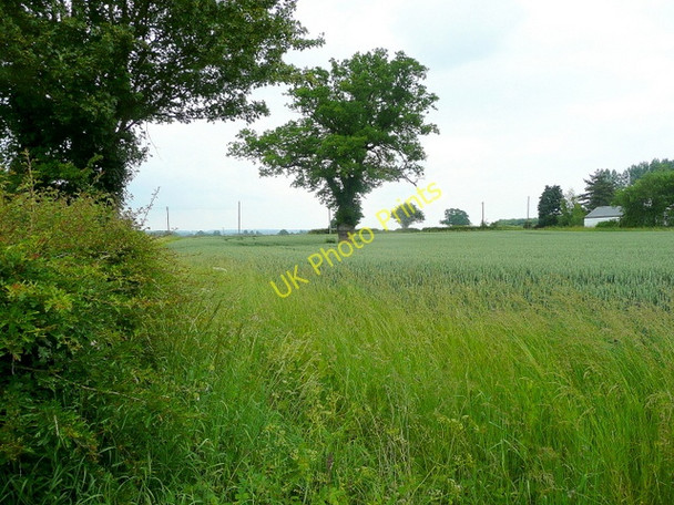 Photo 6"x4" Oak in a field near Letton Letton\/SO3346 c2009