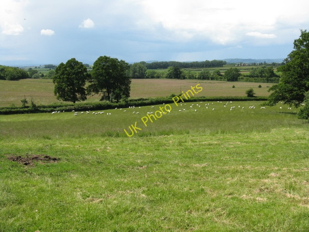 Photo 6"x4" Sheep Grazing Near Ocle Pychard Church Ocle Pychard c2009