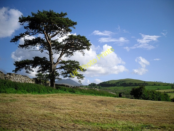 Photo 6"x4" Lonesome pine, Uldale Uldale\/NY2436 c2009